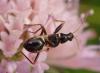 Himacerus mirmicoides